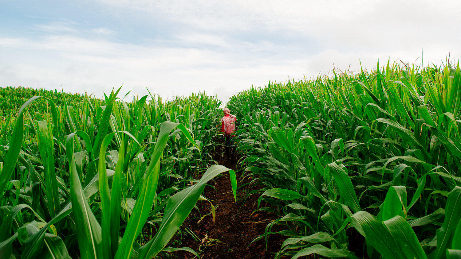 Corn field near the Thai-Burma border