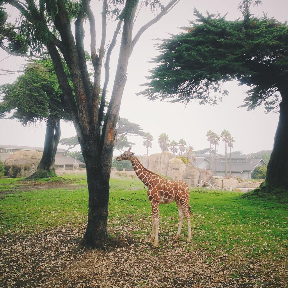 San Francisco Zoo, San Francisco, California