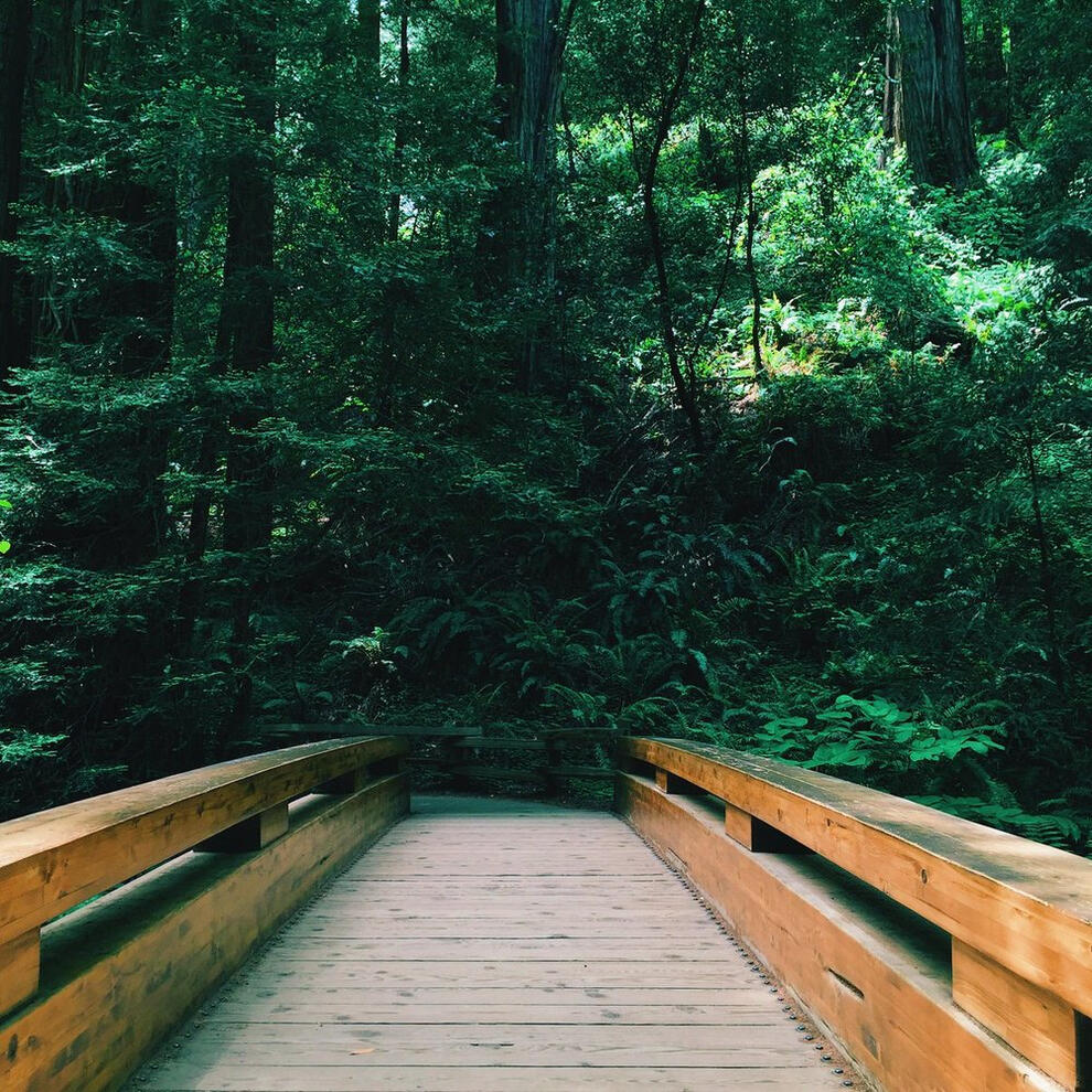 Muir Woods, Marin County, California