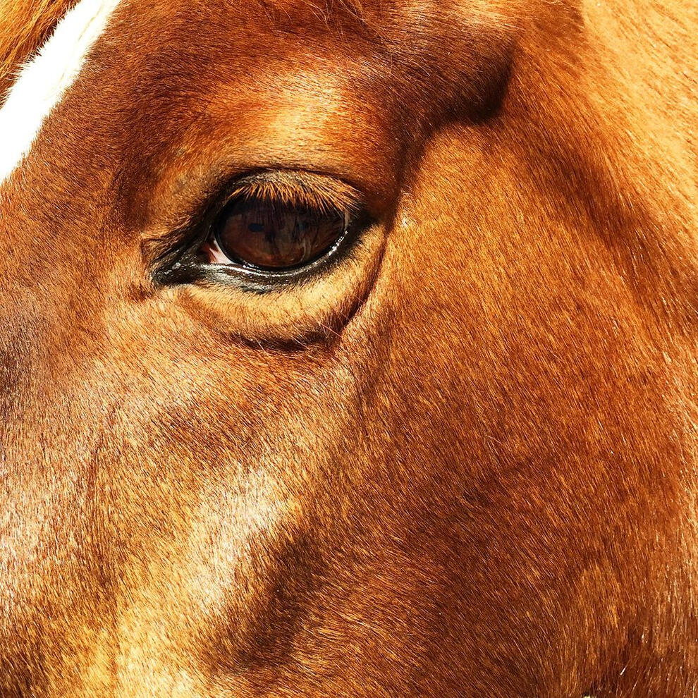 A horse near Santa Maria, California